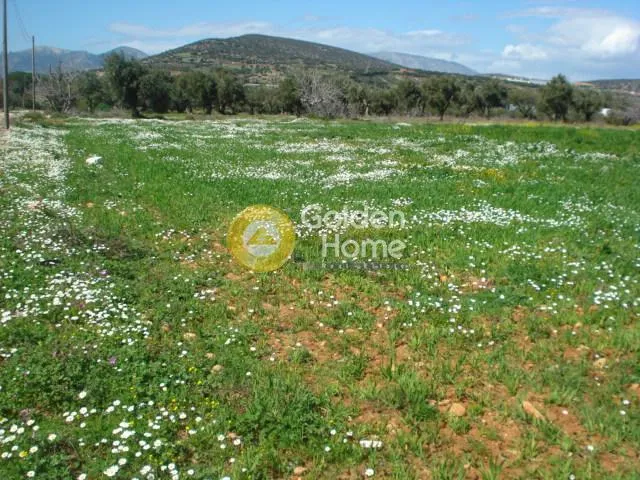 Οικόπεδο 18650τ.μ.  - 4