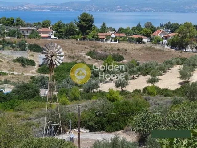 Αγροτεμάχιο 16023τ.μ.  - 3