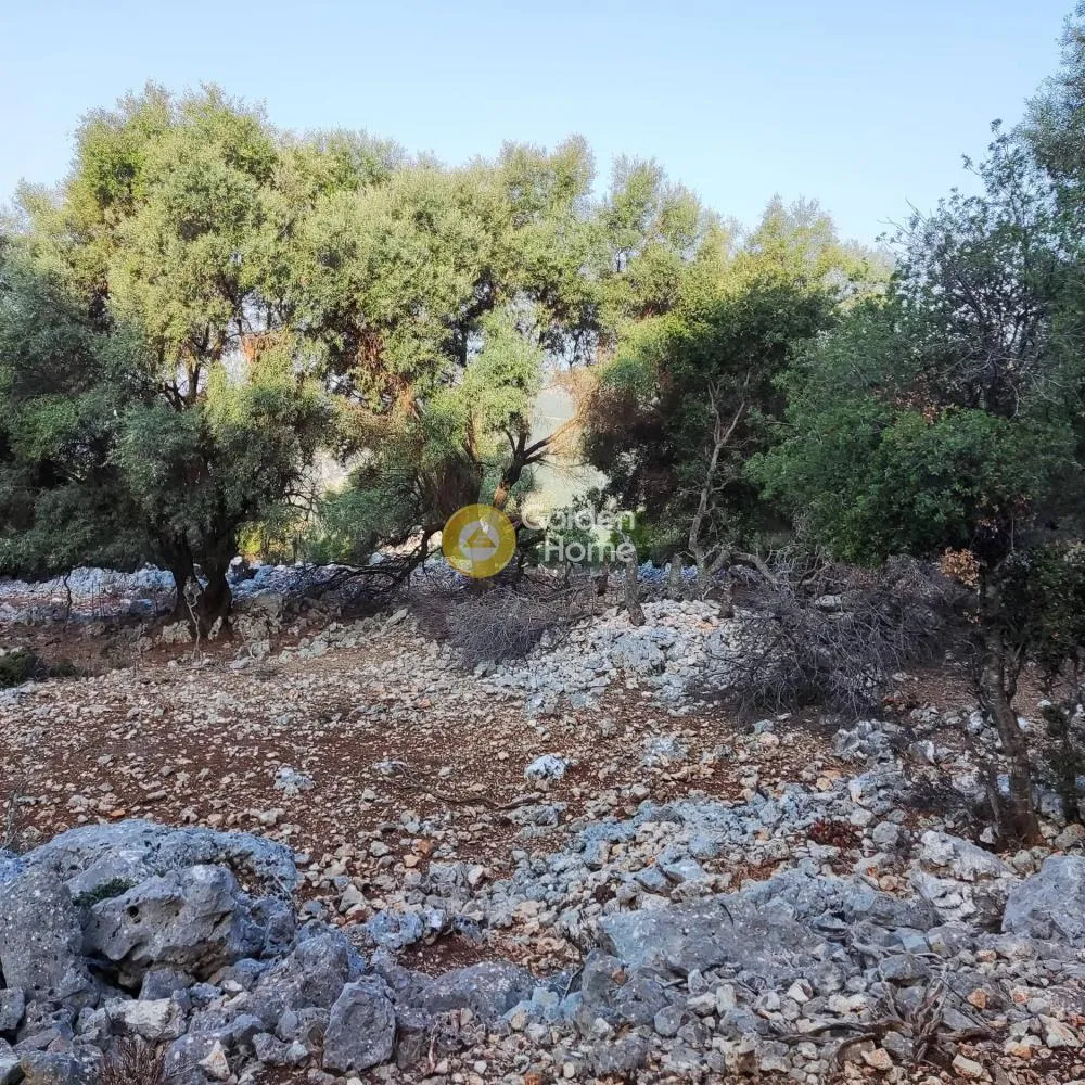 Αγροτεμάχιο 7313τ.μ.  - 3