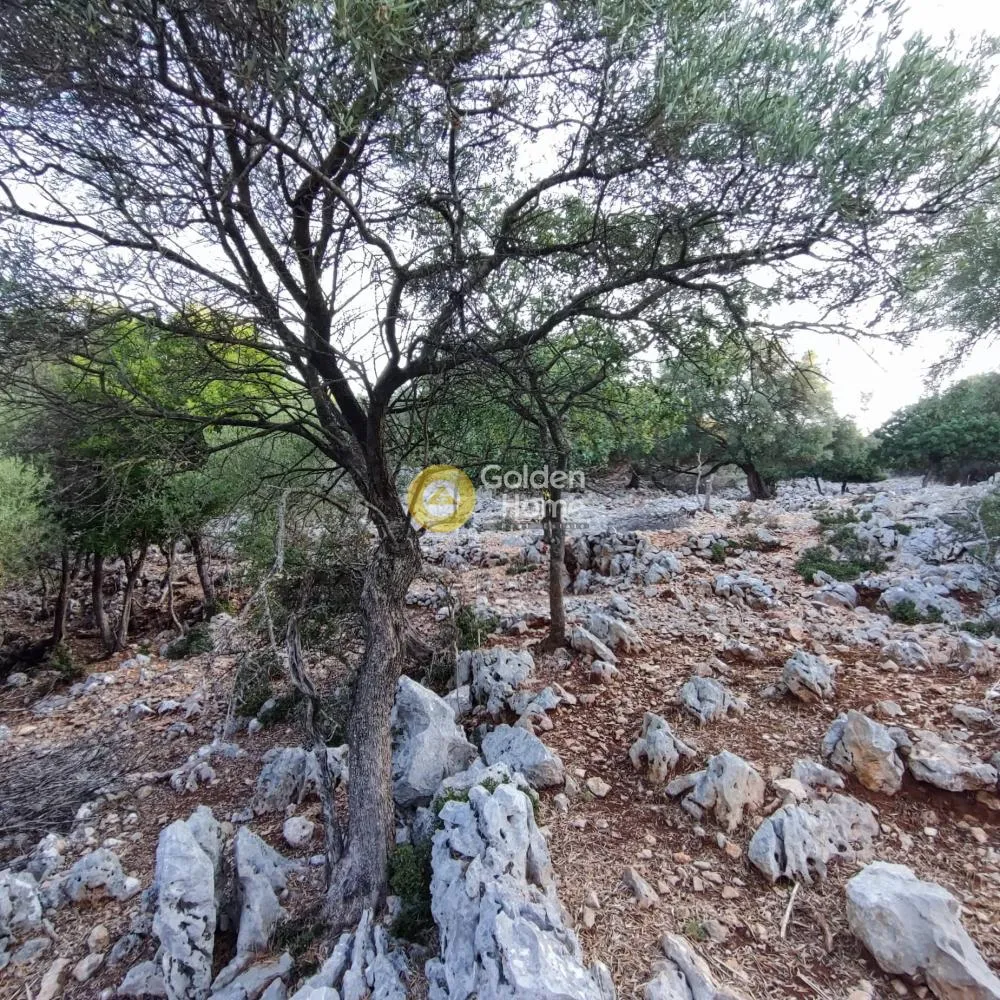 Αγροτεμάχιο 7313τ.μ.  - 4