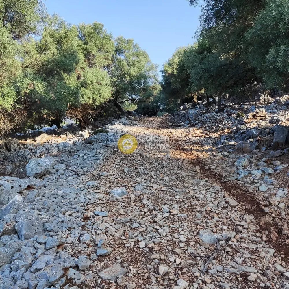 Αγροτεμάχιο 7313τ.μ.  - 5