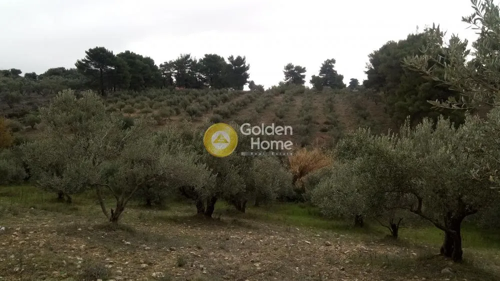 Αγροτεμάχιο 4000τ.μ.  - 2