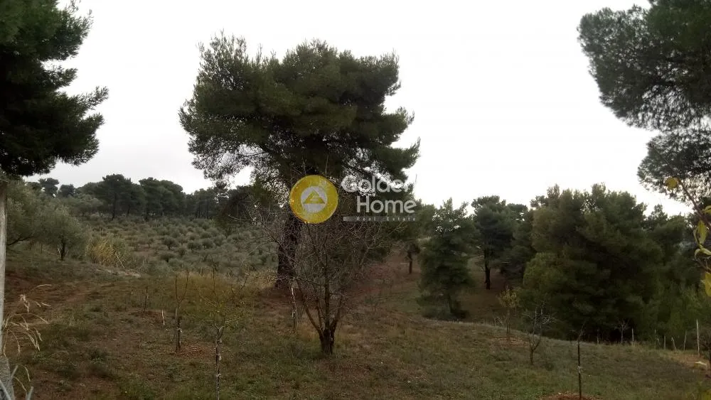 Αγροτεμάχιο 4000τ.μ.  - 3