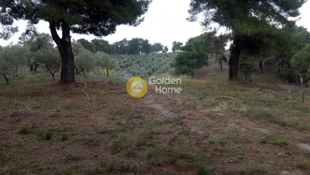 Αγροτεμάχιο 4000τ.μ.  - 4