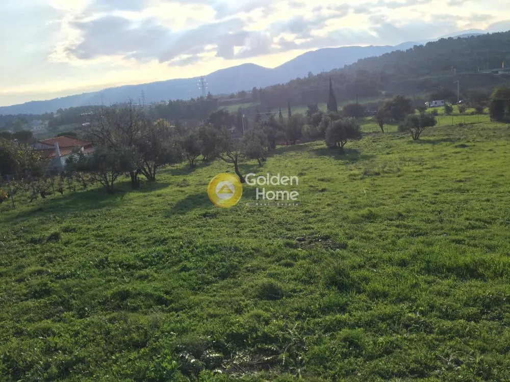 Αγροτεμάχιο 4060τ.μ.  - 2