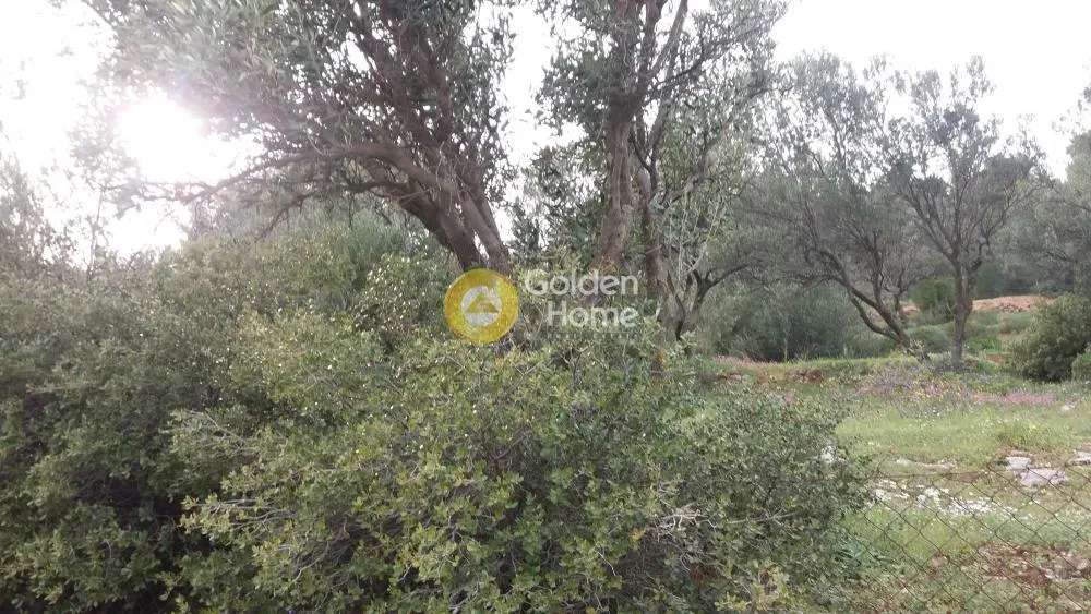 Αγροτεμάχιο 1170τ.μ.  - 2