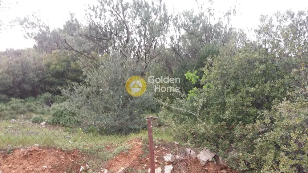 Αγροτεμάχιο 1170τ.μ.  - 3