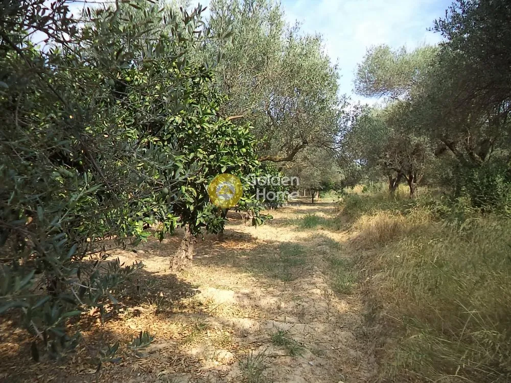 Αγροτεμάχιο 2680τ.μ.  - 2