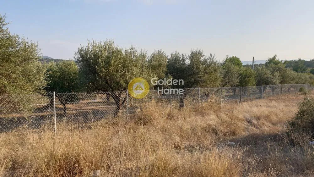 Αγροτεμάχιο 1460τ.μ.  - 3