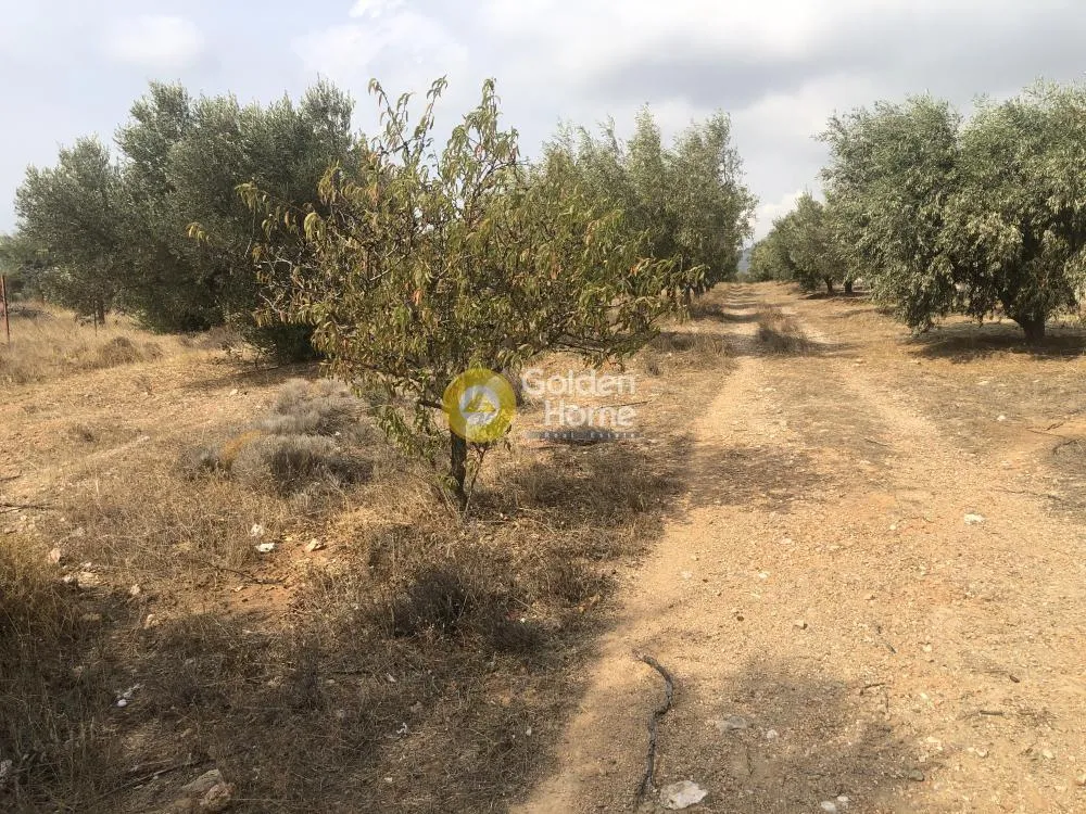 Αγροτεμάχιο 3000τ.μ.  - 2