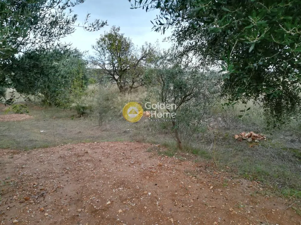 Αγροτεμάχιο 6500τ.μ.  - 3