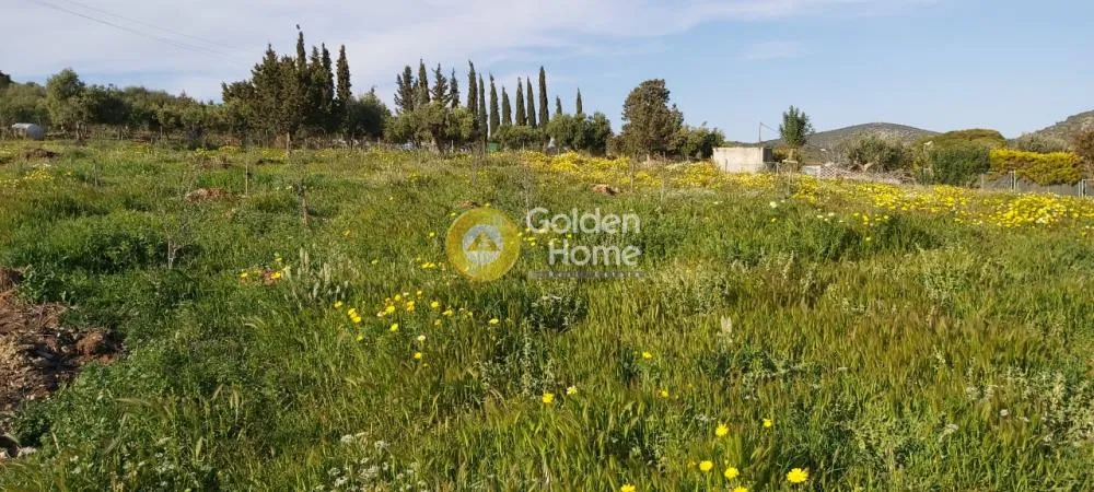 Αγροτεμάχιο 16000τ.μ.  - 2