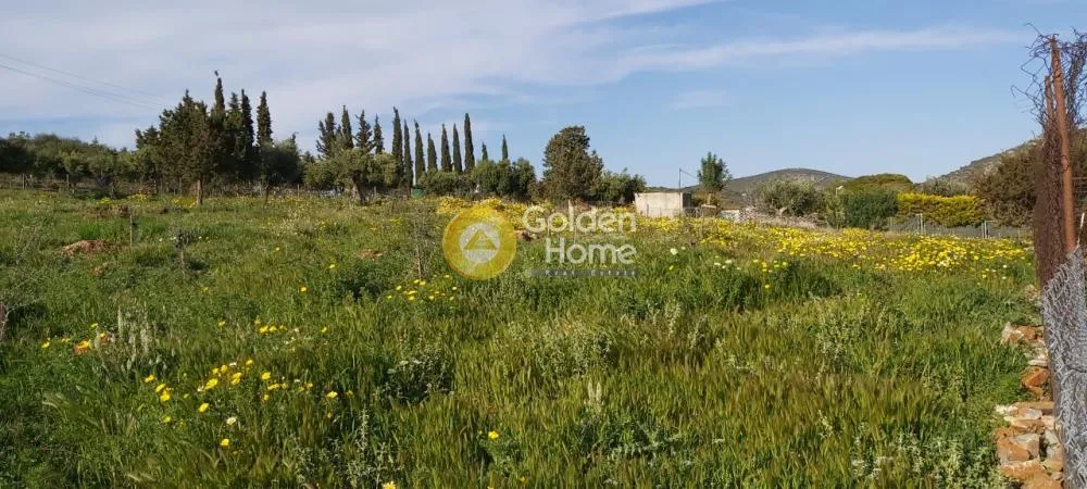 Αγροτεμάχιο 16000τ.μ.  - 4