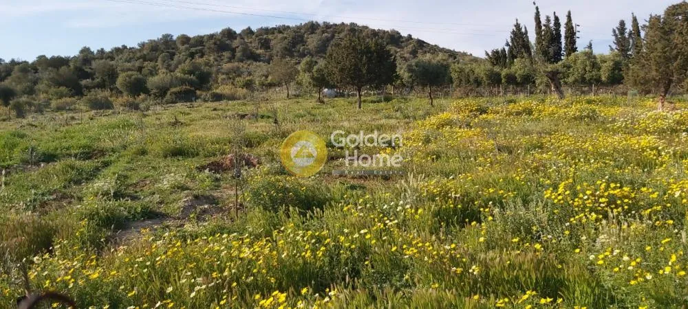 Αγροτεμάχιο 16000τ.μ.  - 5