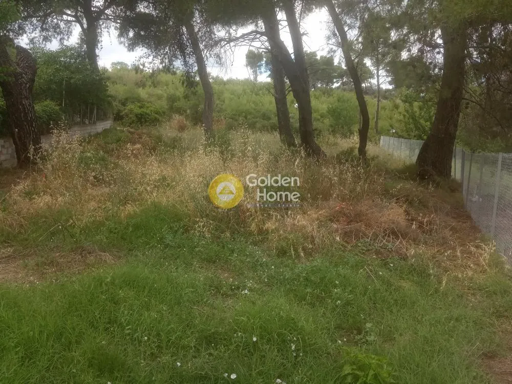 Αγροτεμάχιο 238τ.μ.  - 3