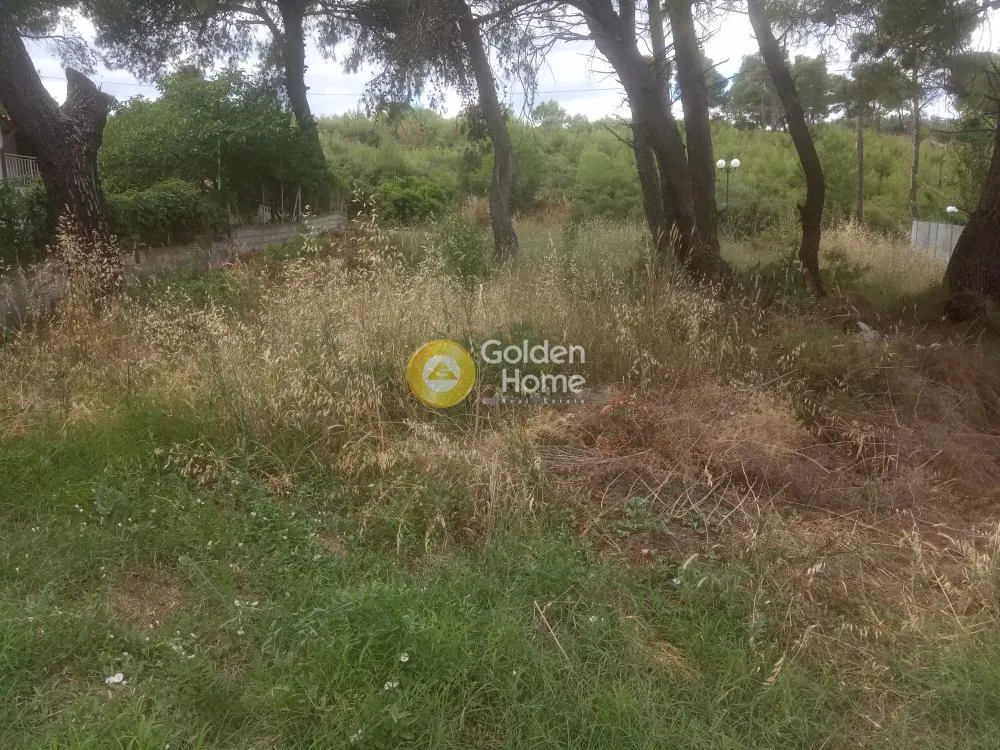 Αγροτεμάχιο 238τ.μ.  - 4