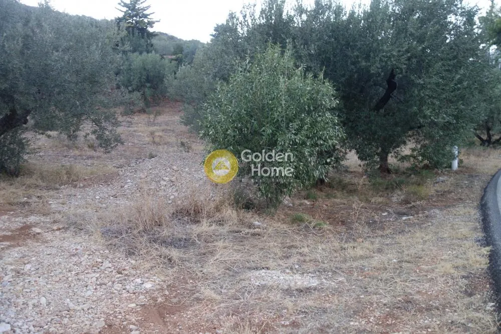 Αγροτεμάχιο 4100τ.μ.  - 2