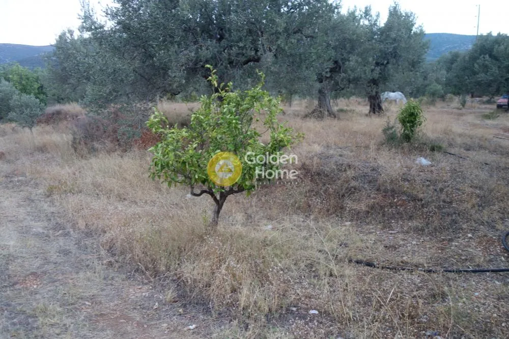 Αγροτεμάχιο 4100τ.μ.  - 3