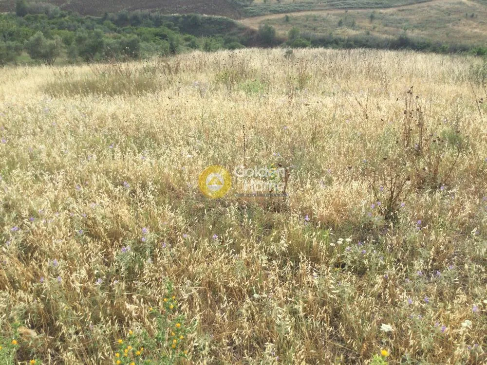 Αγροτεμάχιο 6224τ.μ.  - 5