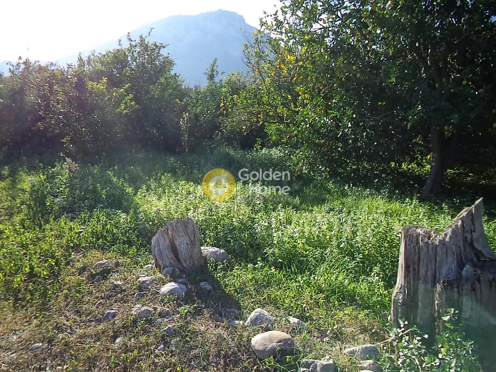 Αγροτεμάχιο 15300τ.μ.  - 2