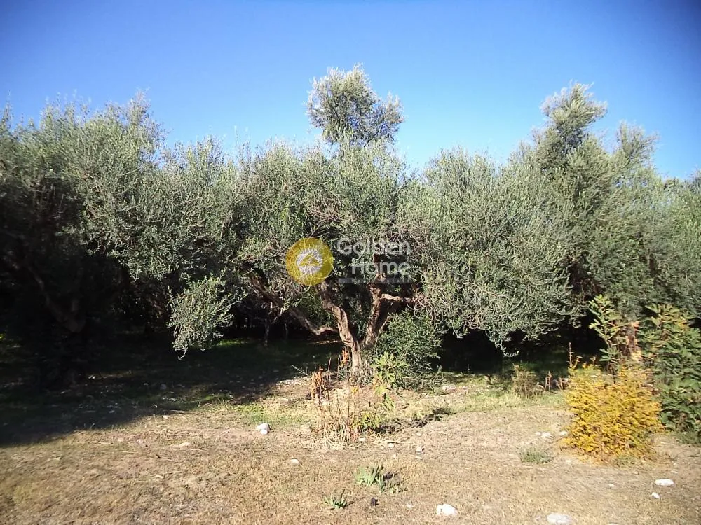 Αγροτεμάχιο 15300τ.μ.  - 4