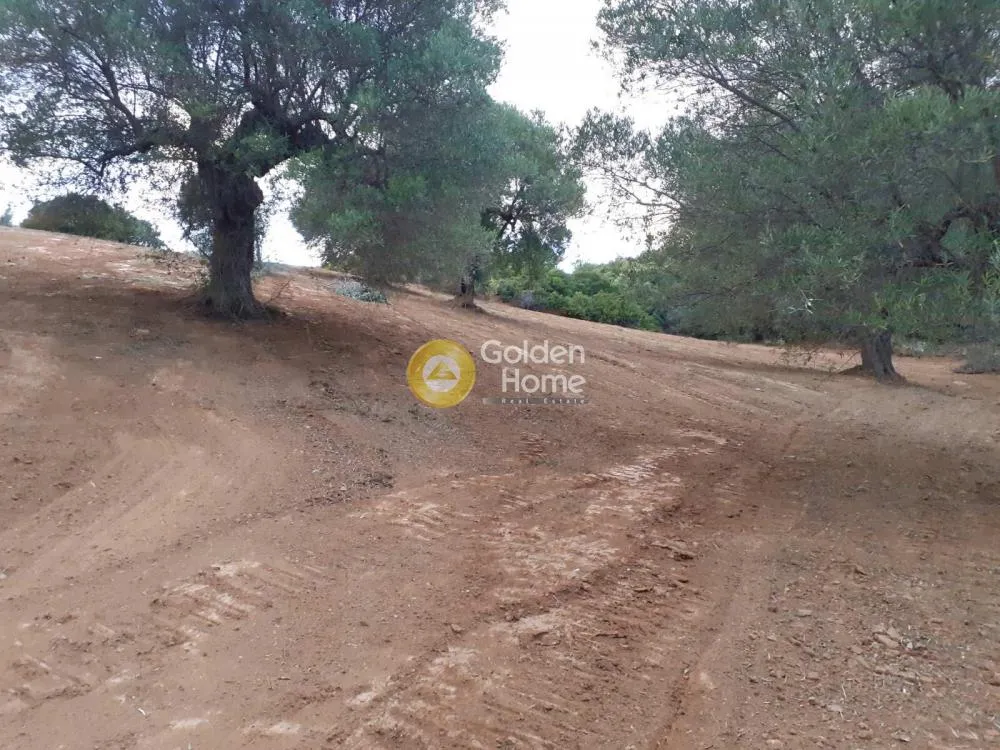 Αγροτεμάχιο 8163τ.μ.  - 2