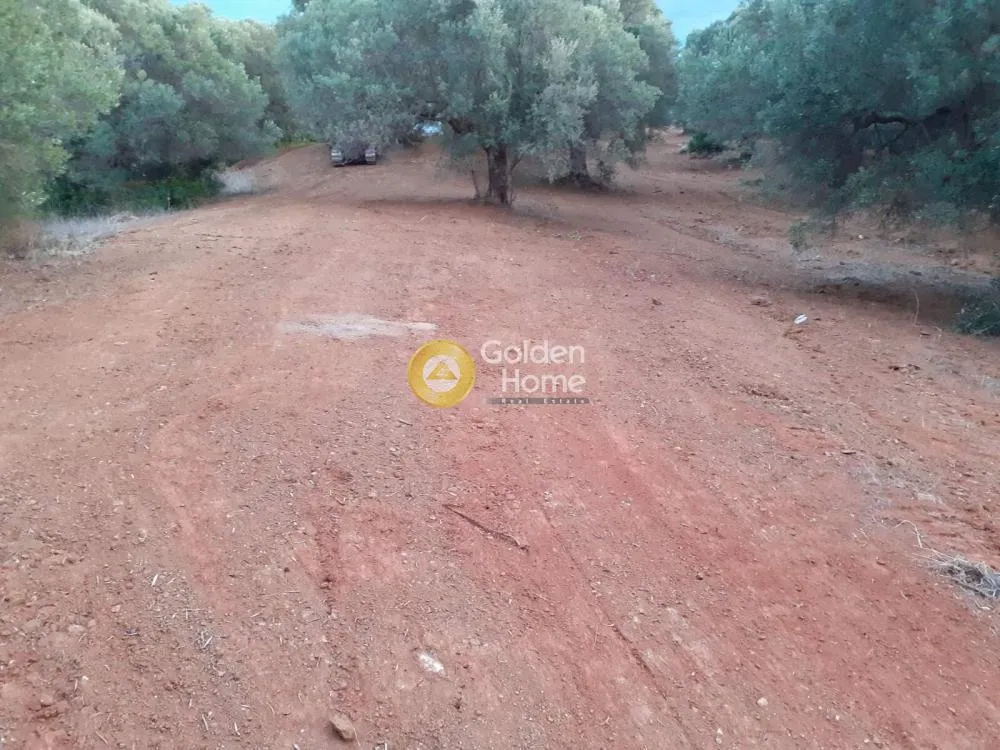 Αγροτεμάχιο 8163τ.μ.  - 5