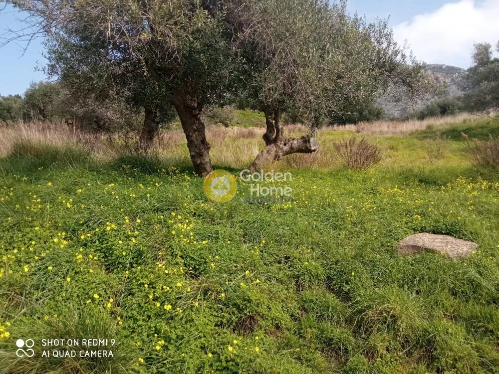 Αγροτεμάχιο 3519τ.μ.  - 2