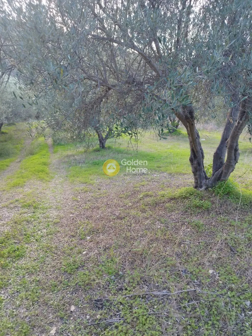 Αγροτεμάχιο 5000τ.μ.  - 2