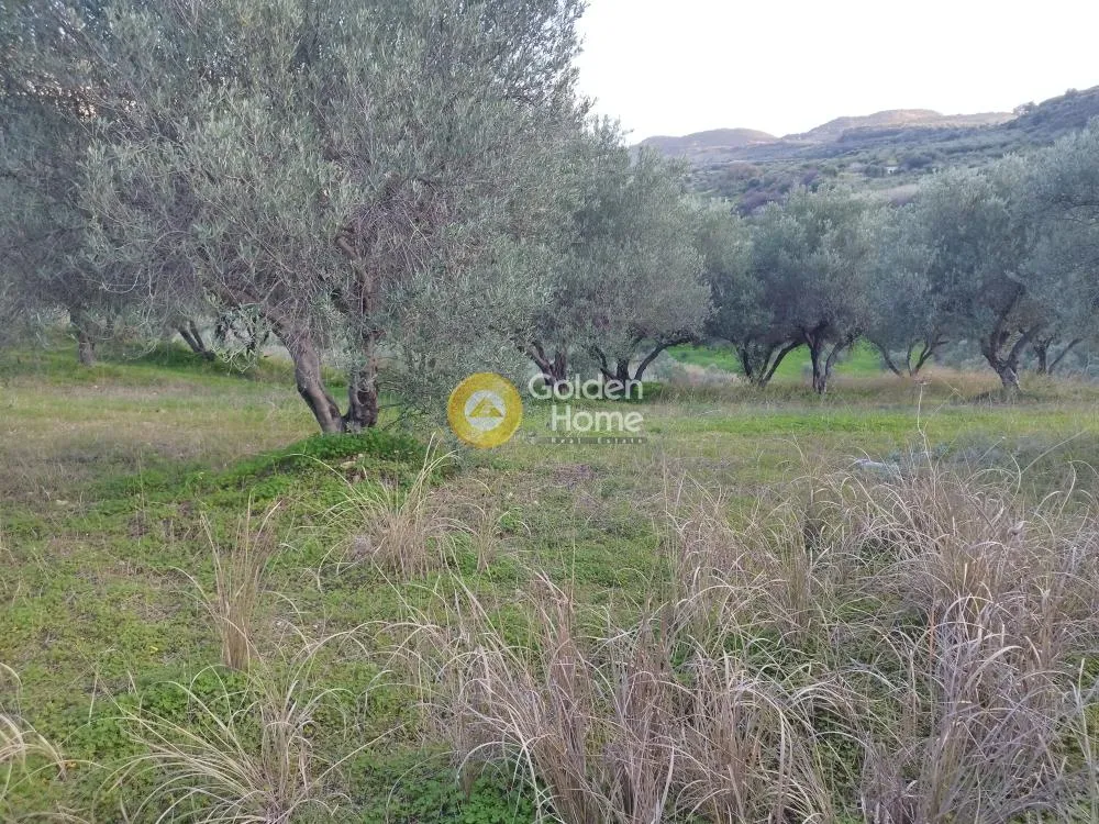 Αγροτεμάχιο 5000τ.μ.  - 3