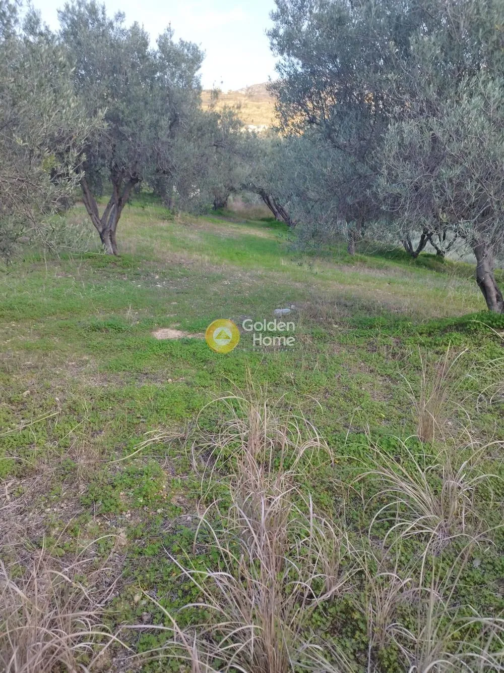 Αγροτεμάχιο 5000τ.μ.  - 4