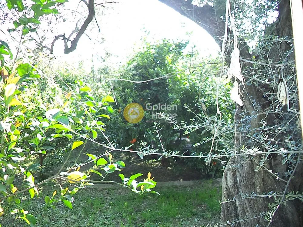Αγροτεμάχιο 2725τ.μ.  - 2