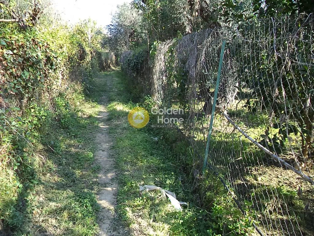 Αγροτεμάχιο 2725τ.μ.  - 5