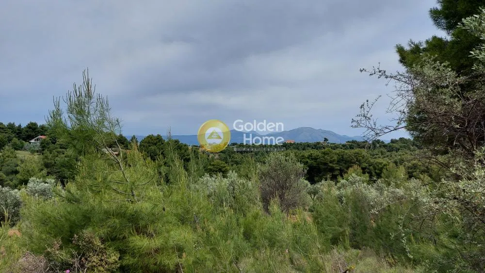 Αγροτεμάχιο 5800τ.μ.  - 3