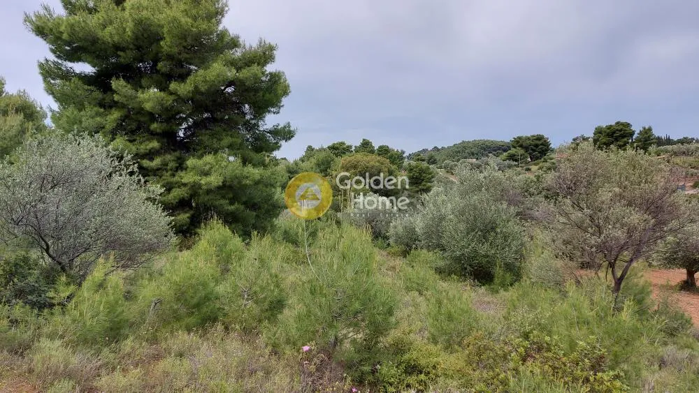 Αγροτεμάχιο 5800τ.μ.  - 4