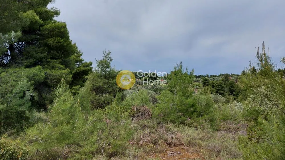 Αγροτεμάχιο 5800τ.μ.  - 5
