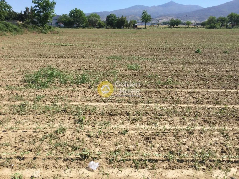 Αγροτεμάχιο 6400τ.μ.  - 3