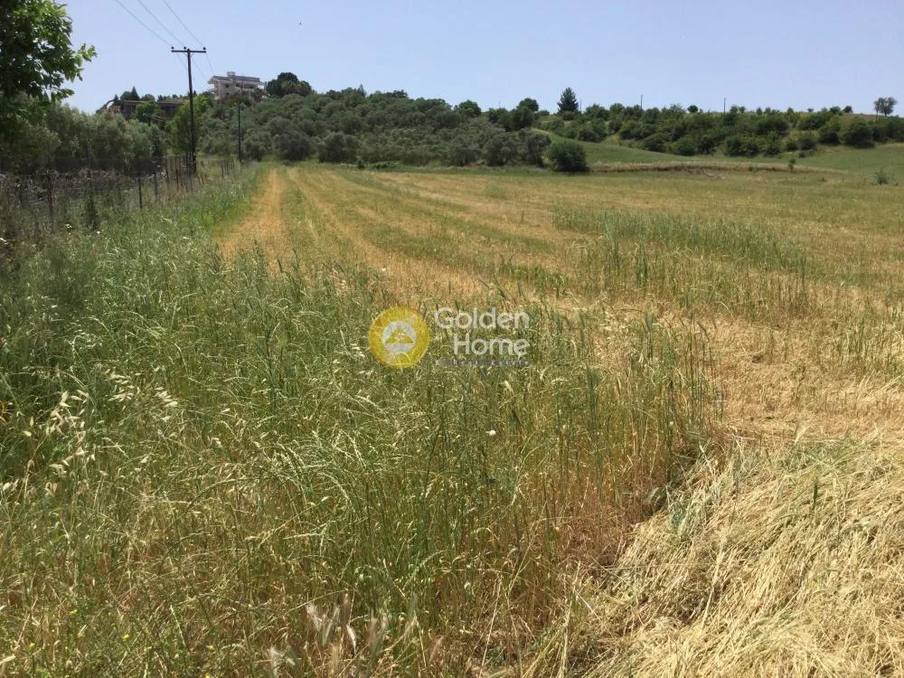 Αγροτεμάχιο 10500τ.μ.  - 2
