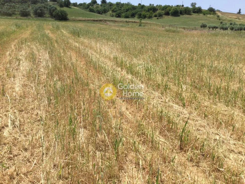 Αγροτεμάχιο 10500τ.μ.  - 5