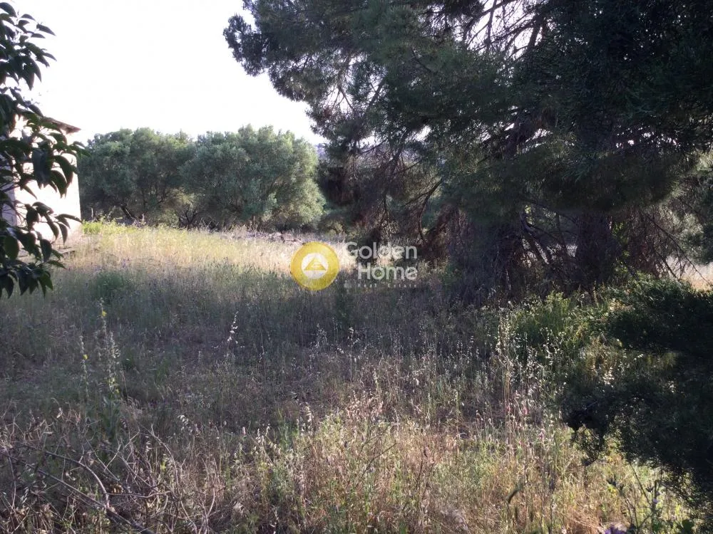 Αγροτεμάχιο 5100τ.μ.  - 2