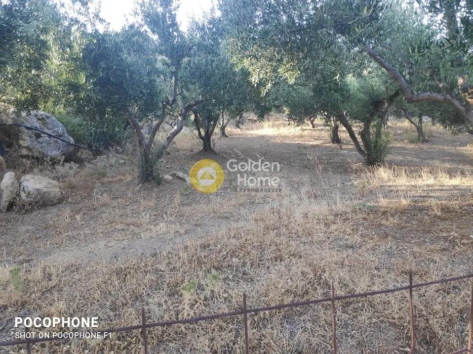 Αγροτεμάχιο 6300τ.μ.  - 5