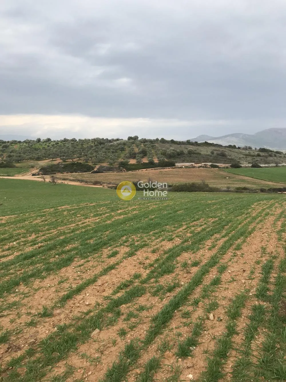 Οικόπεδο 13050τ.μ.  - 2