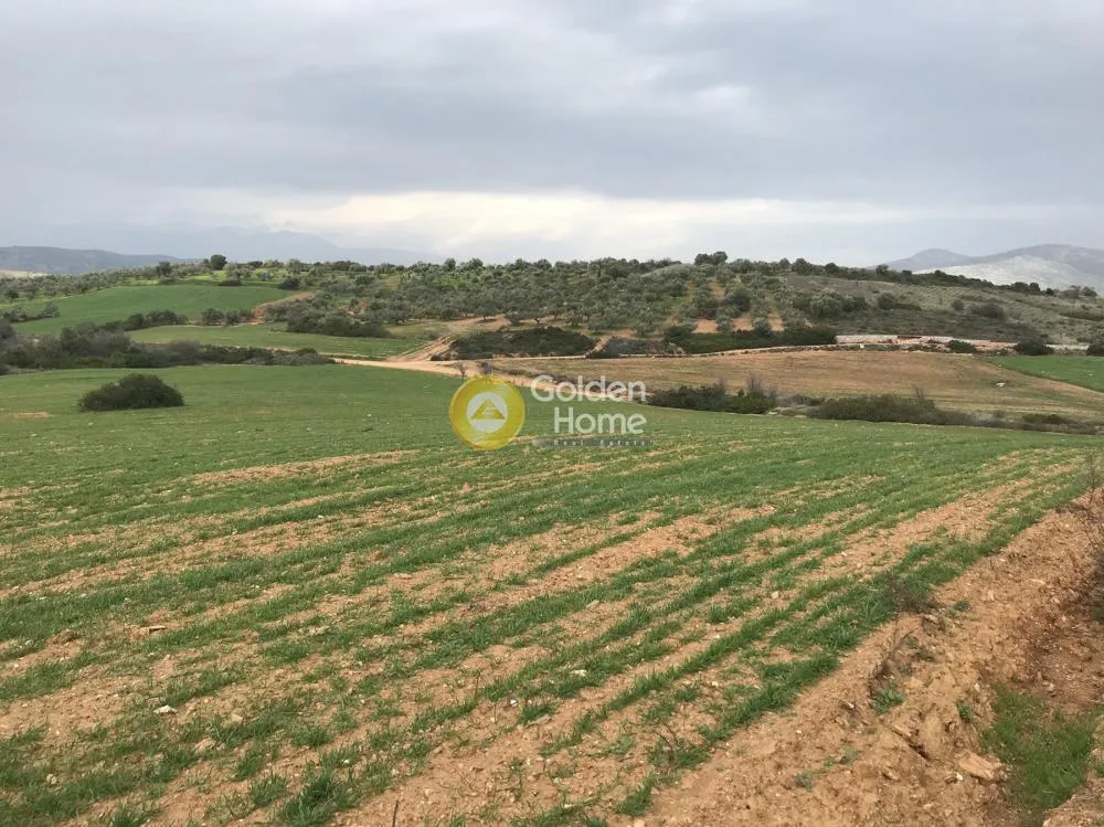 Οικόπεδο 13050τ.μ.  - 5