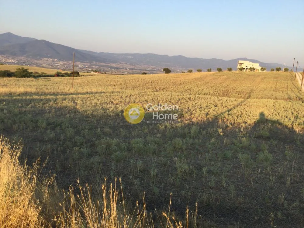 Αγροτεμάχιο 6804τ.μ.  - 3