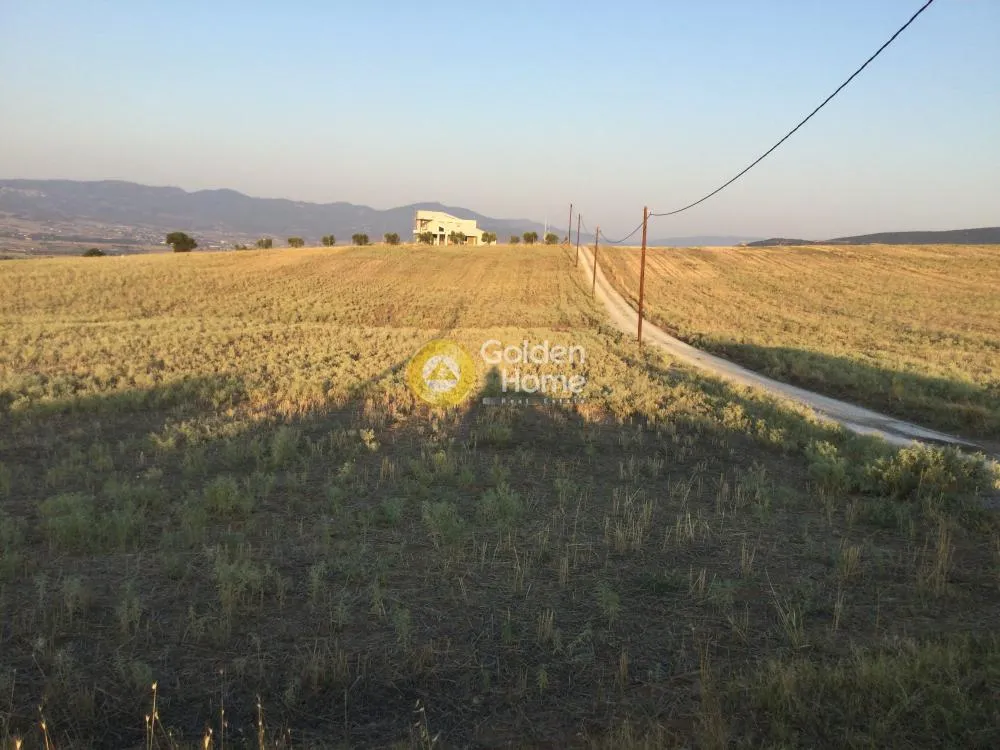 Αγροτεμάχιο 6804τ.μ.  - 5