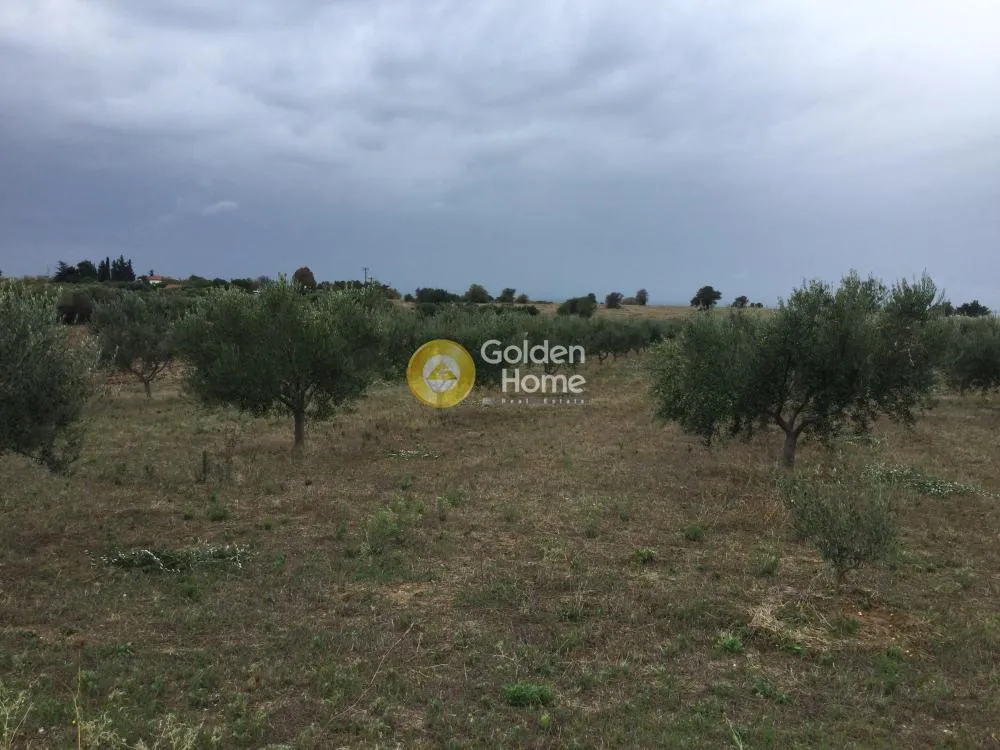 Αγροτεμάχιο 8700τ.μ.  - 3