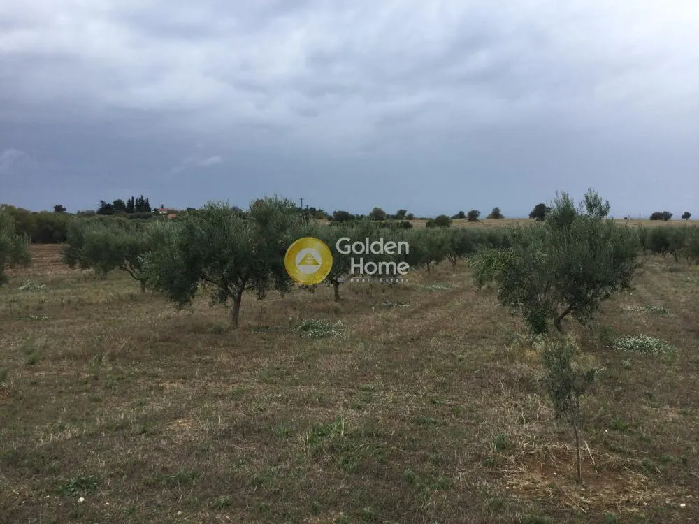 Αγροτεμάχιο 8700τ.μ.  - 4