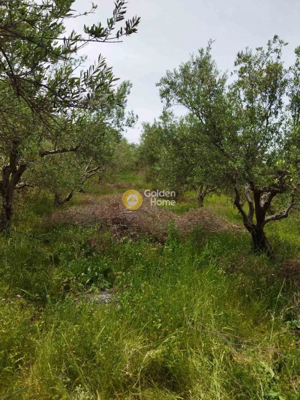 Αγροτεμάχιο 4200τ.μ.  - 2