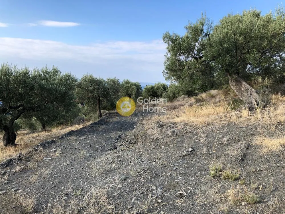 Αγροτεμάχιο 6500τ.μ.  - 2