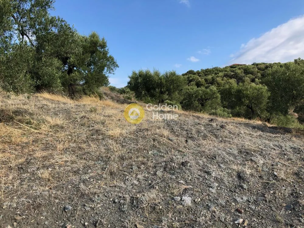 Αγροτεμάχιο 6500τ.μ.  - 3